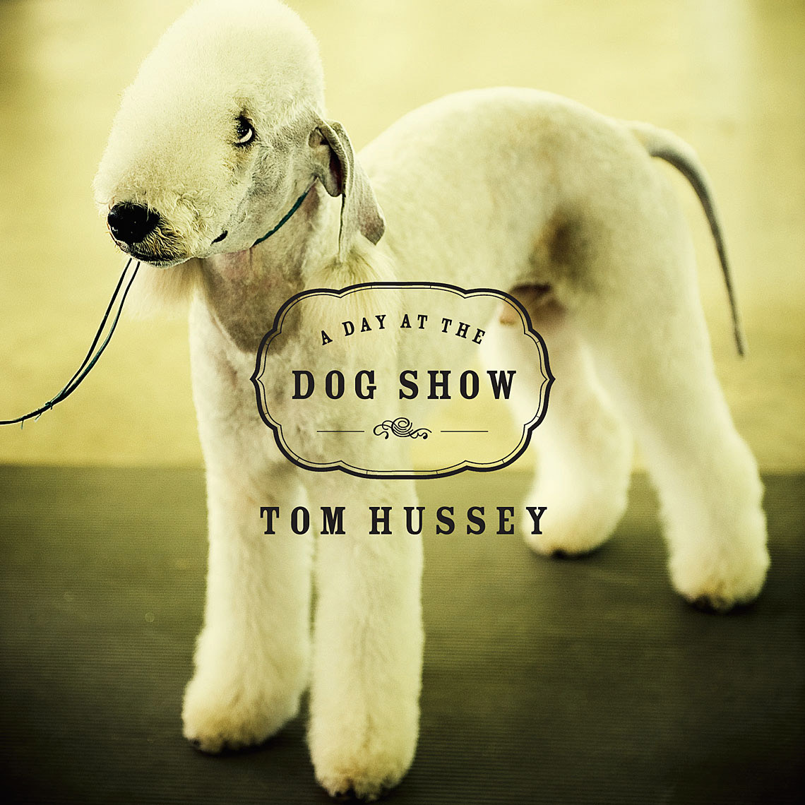 Dog-Show-1