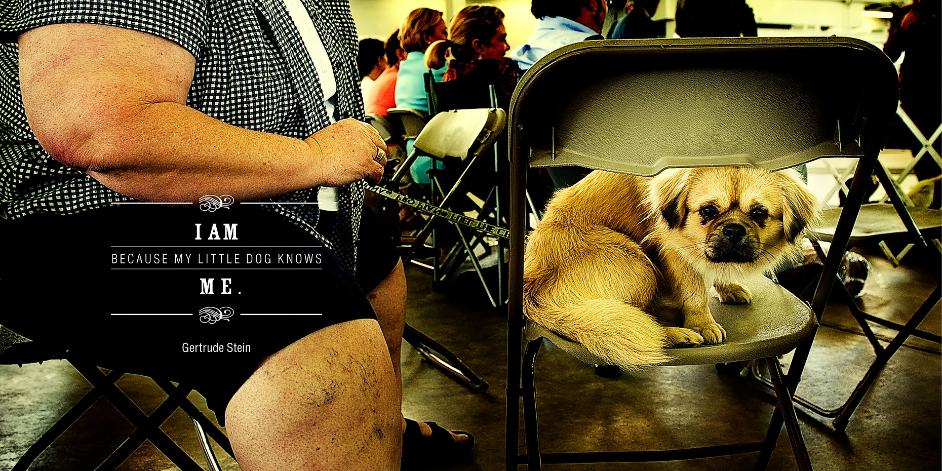 Dog-Show-4